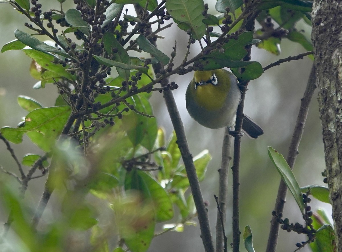 South Pare White-eye - ML630269714