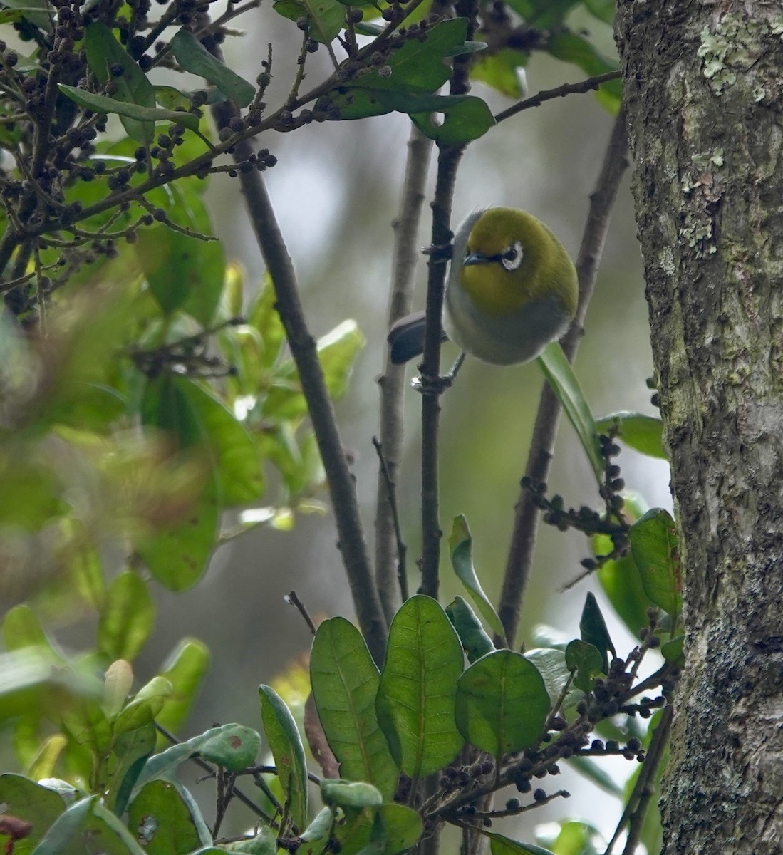 South Pare White-eye - ML630269715