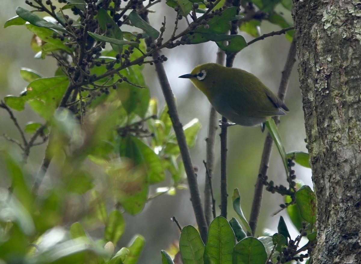 South Pare White-eye - ML630269716
