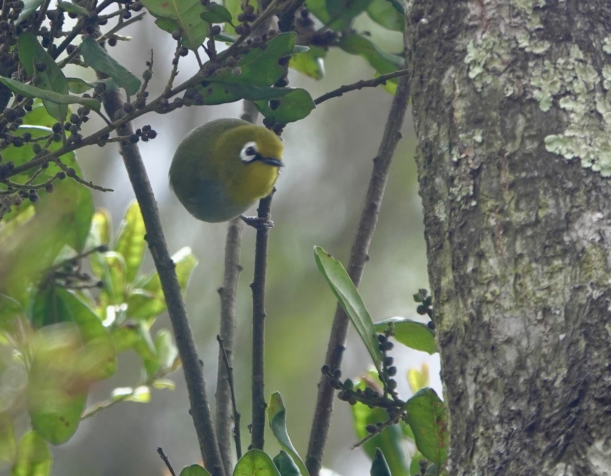 South Pare White-eye - ML630269717