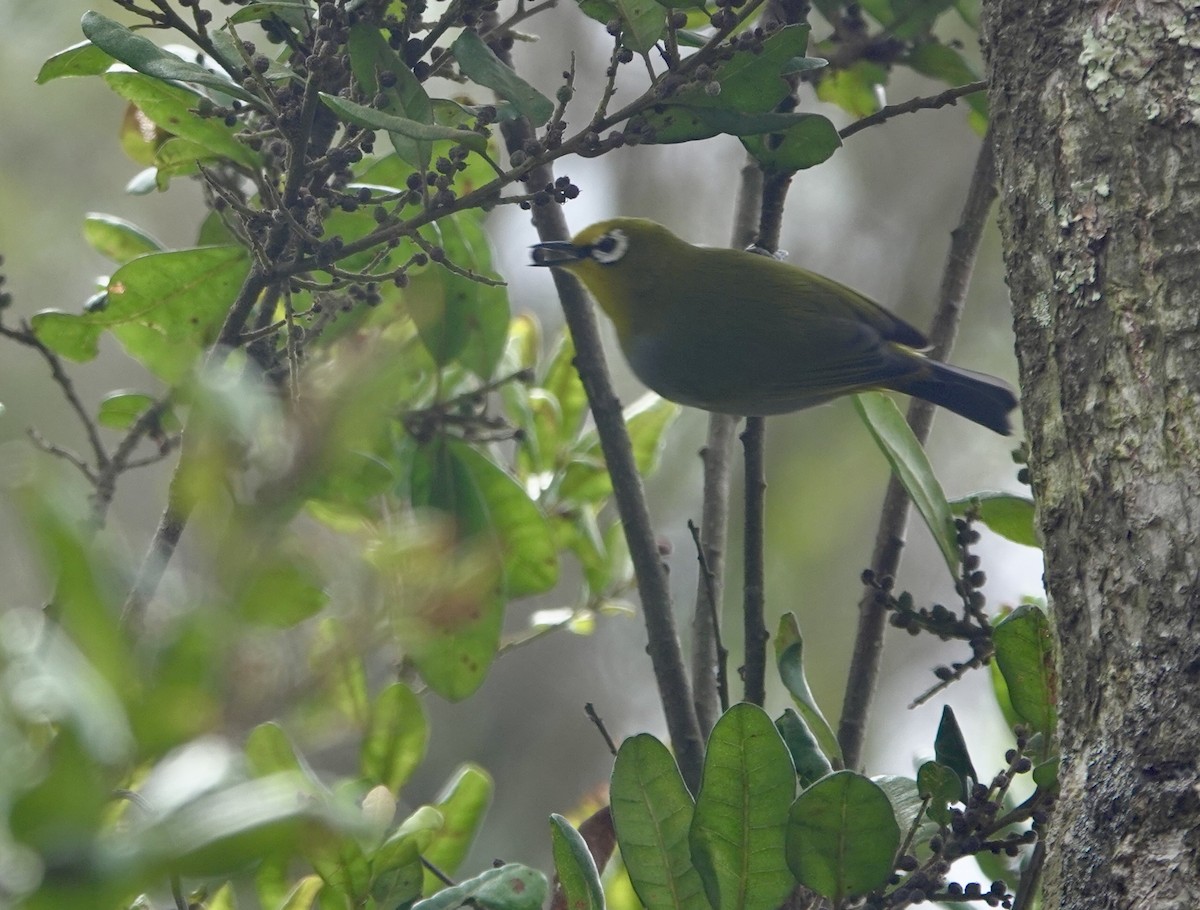 South Pare White-eye - ML630269718