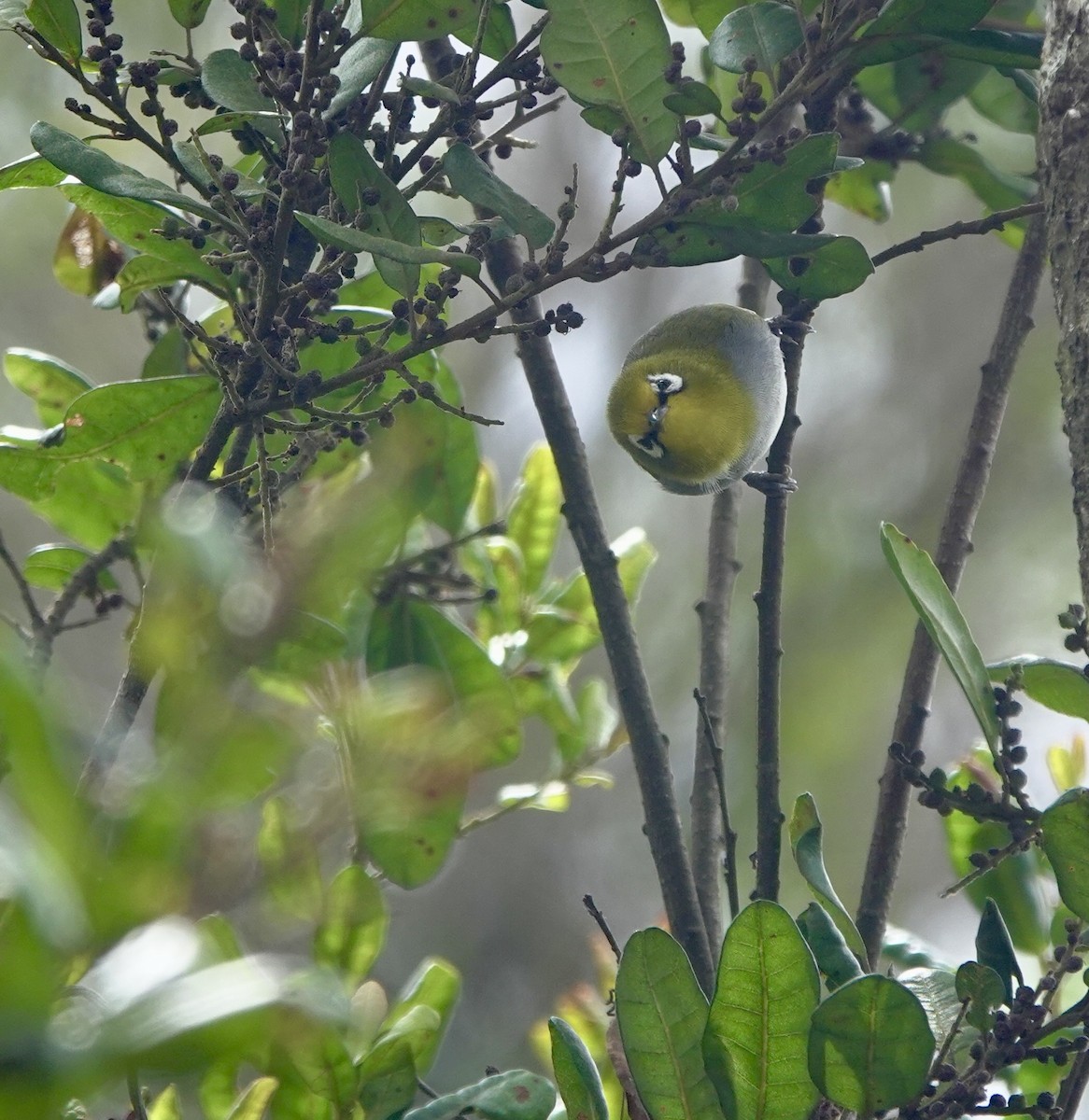 South Pare White-eye - ML630269719