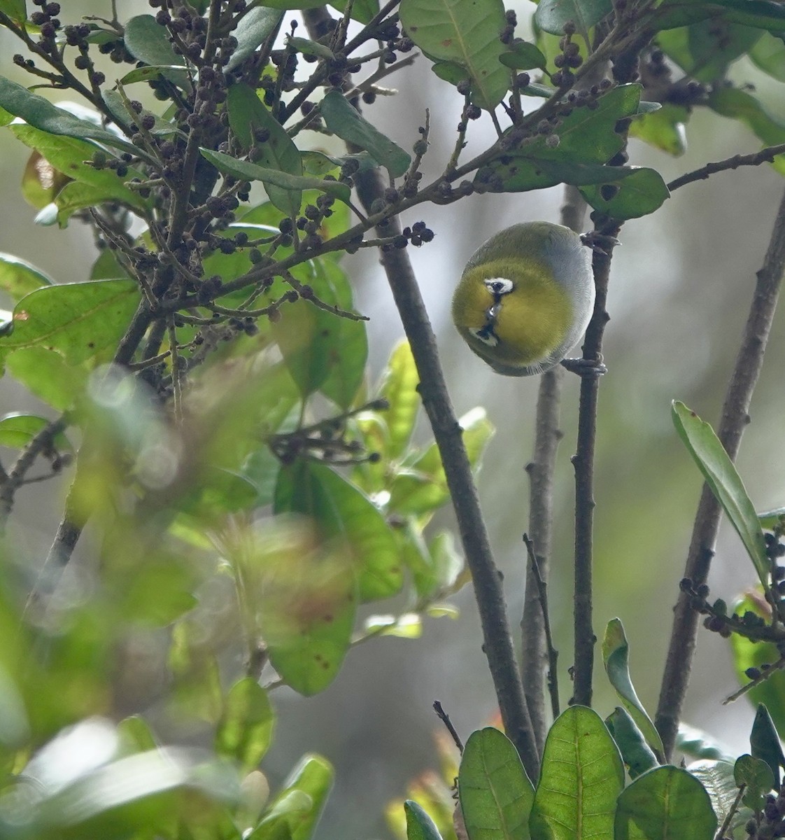 South Pare White-eye - ML630269720