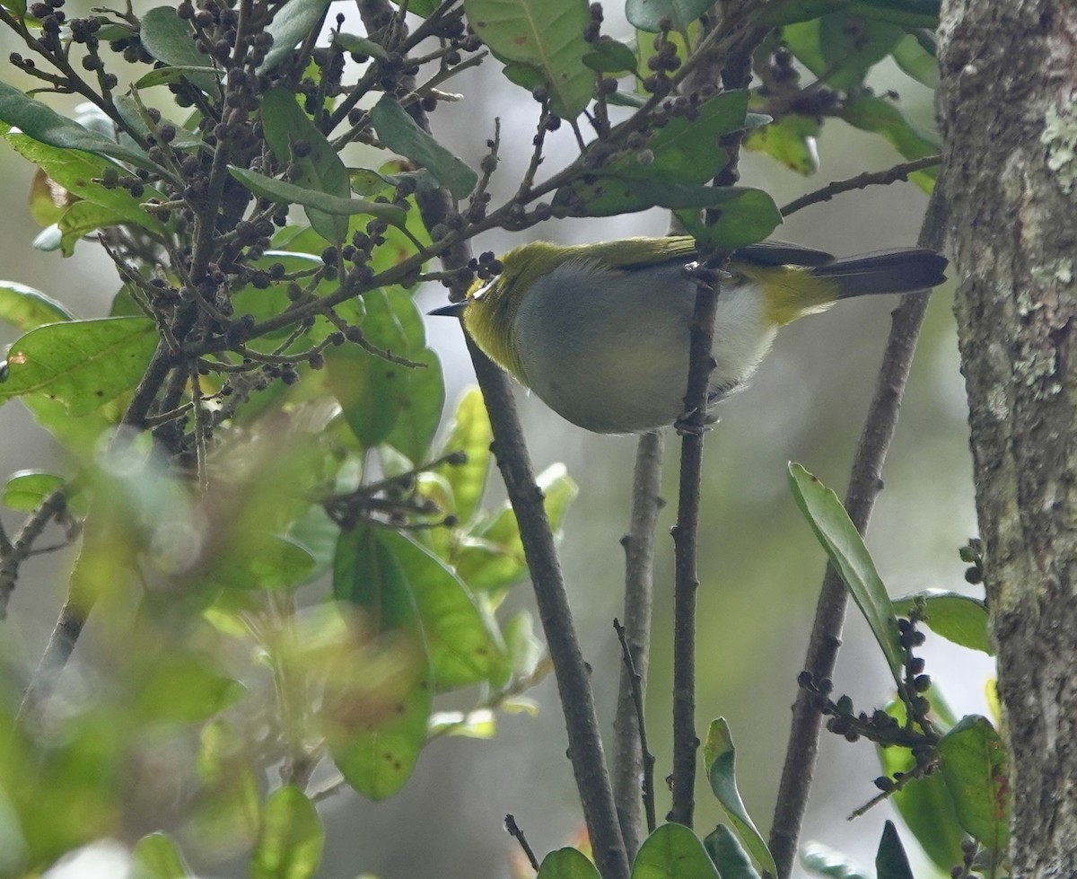 South Pare White-eye - ML630269721