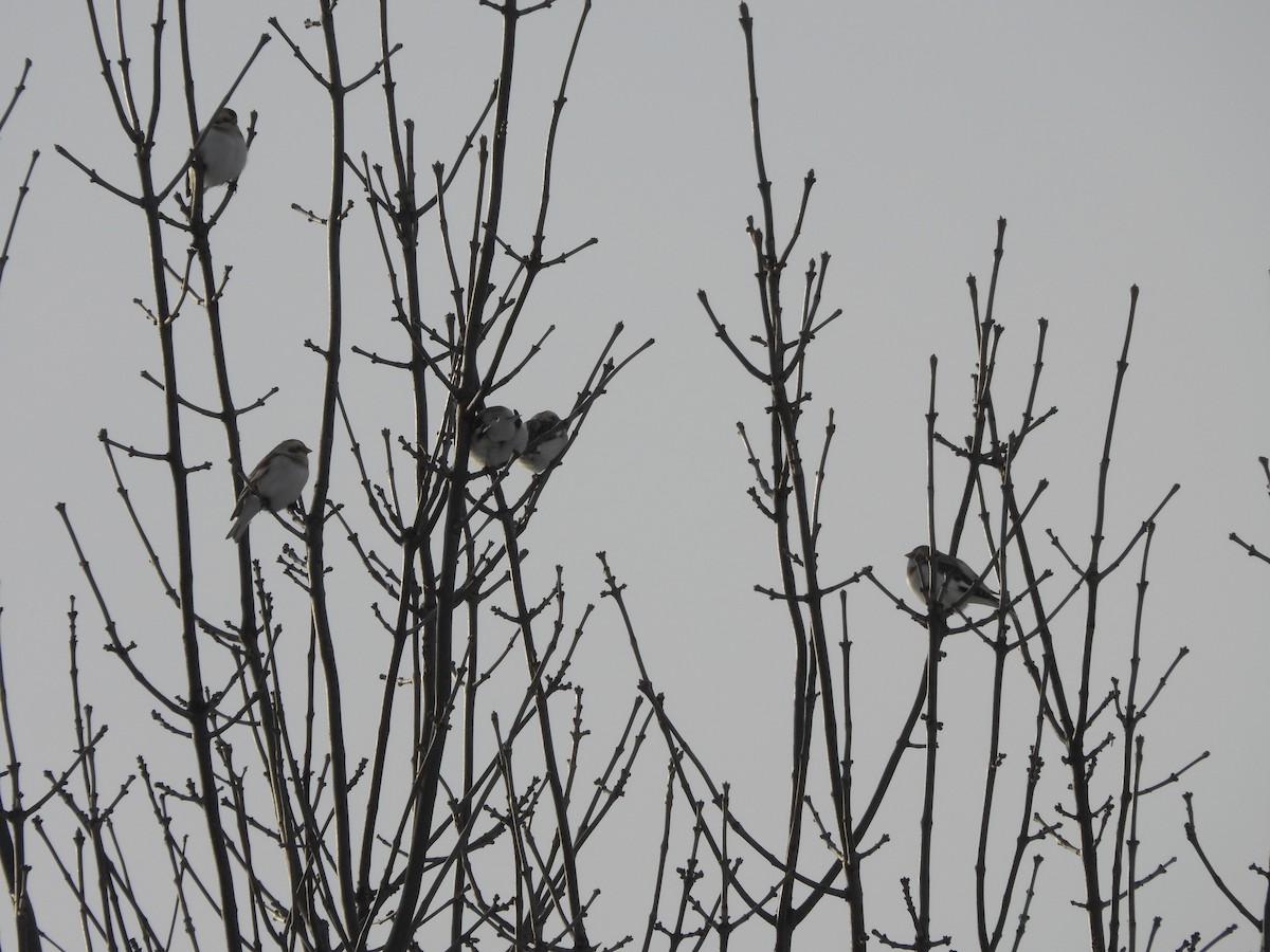 Snow Bunting - ML630270062