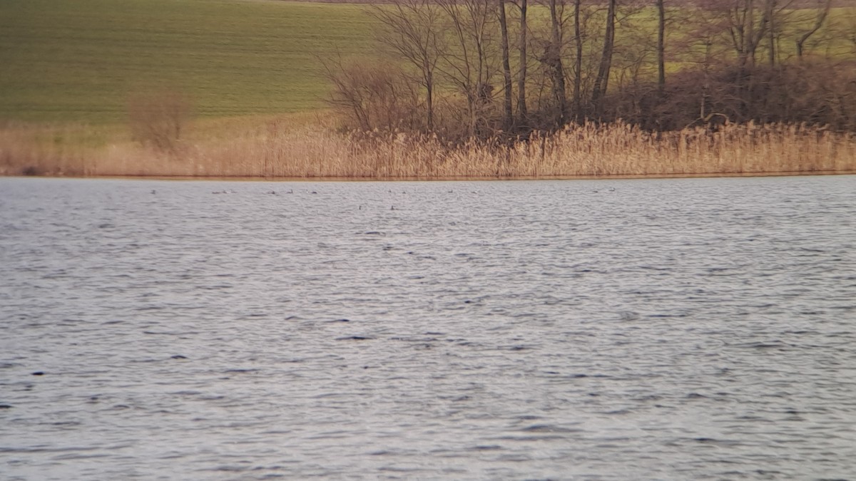 Great Crested Grebe - ML630270424