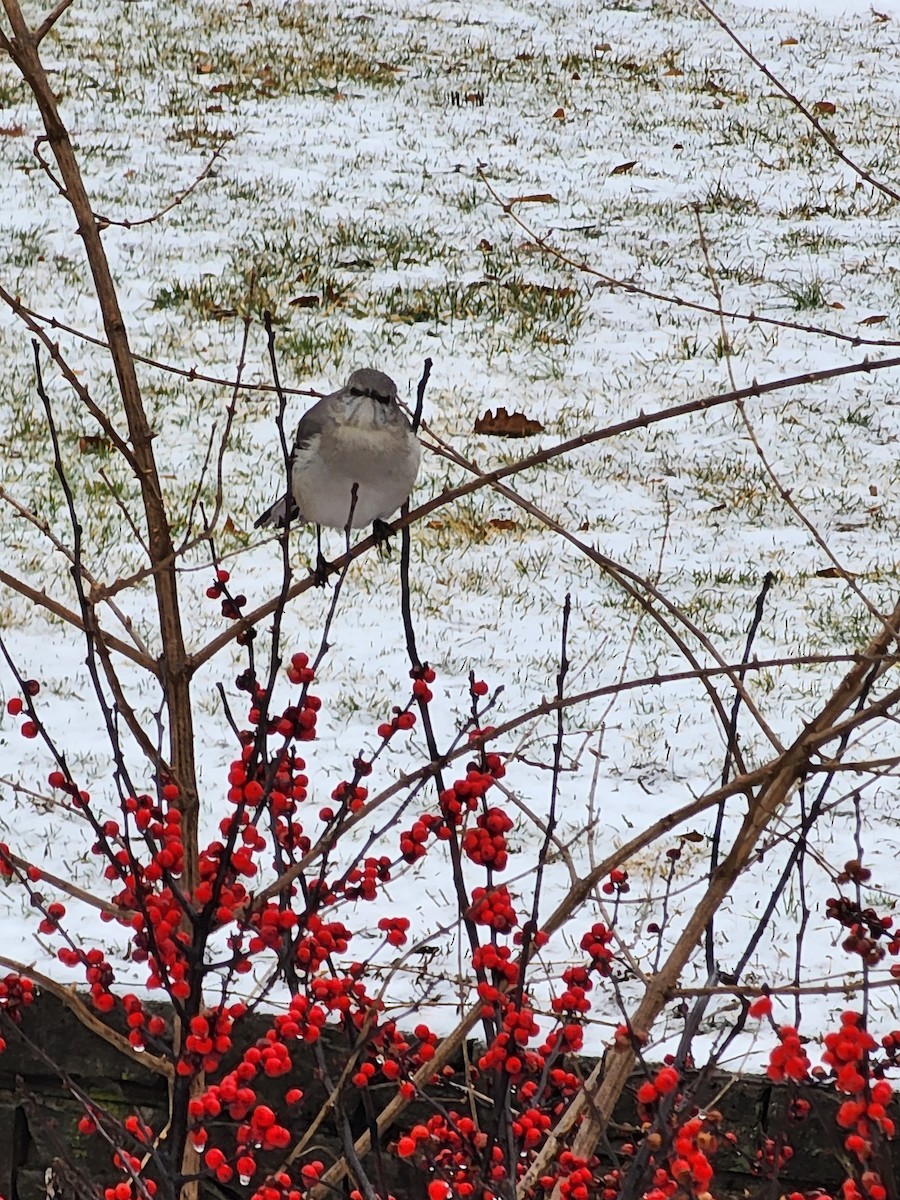 Northern Mockingbird - ML630270498