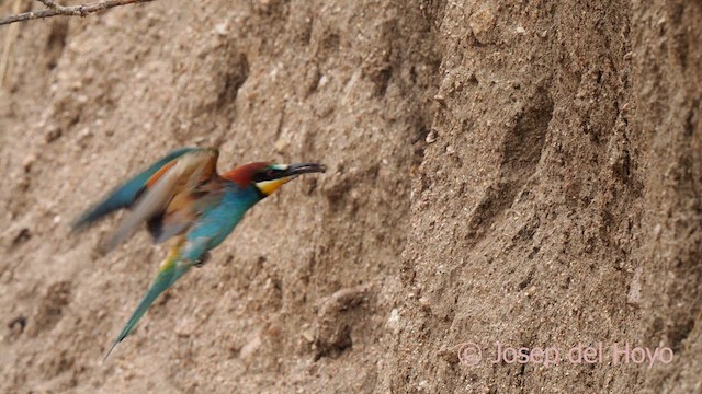European Bee-eater - ML630270977