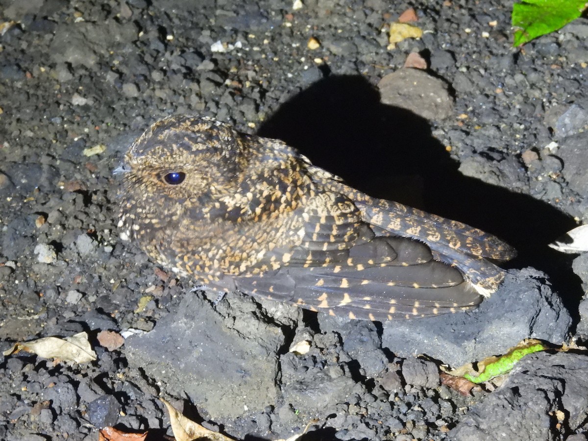 Dusky Nightjar - ML630270991