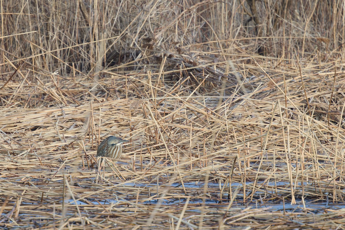 American Bittern - ML630271201