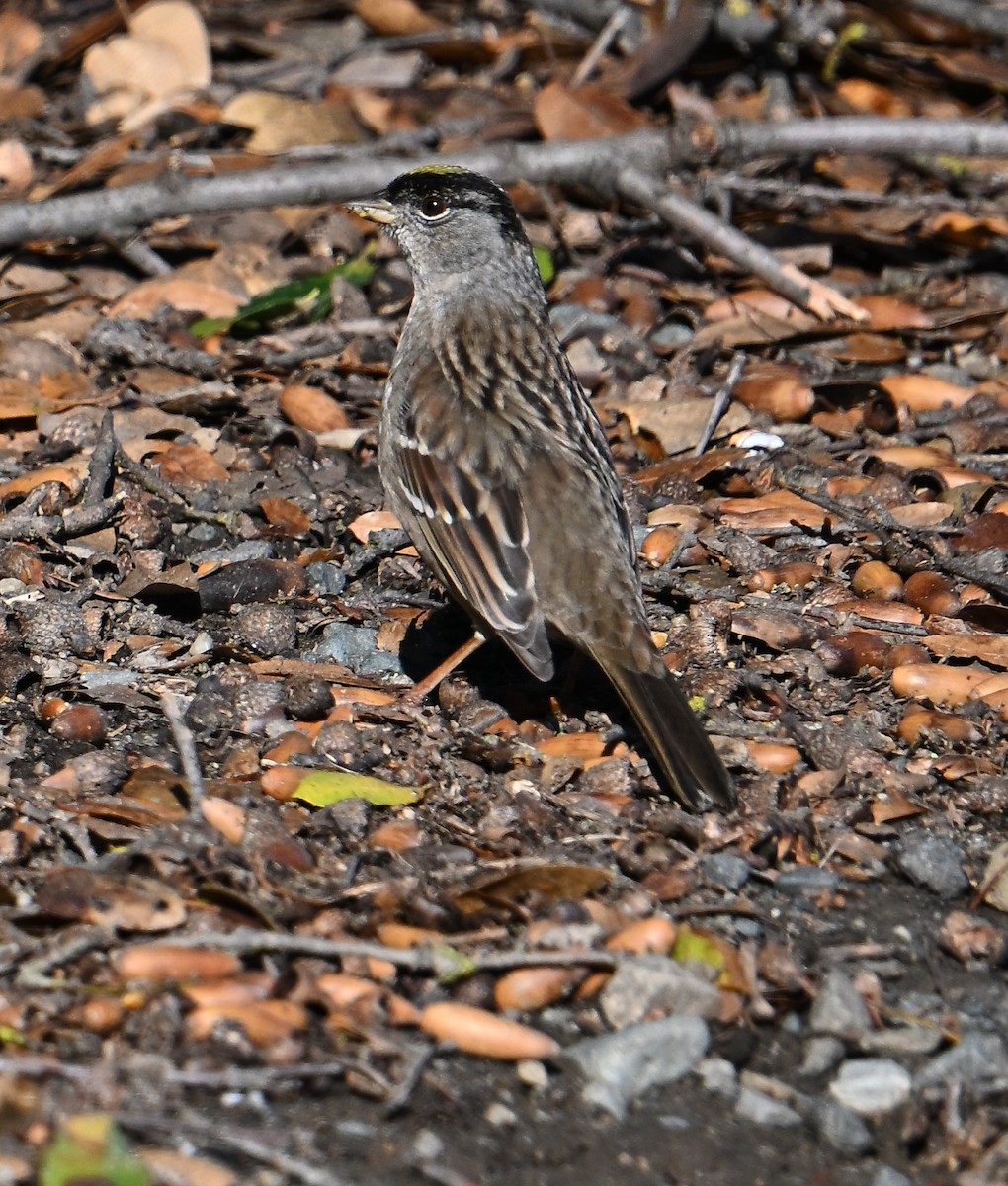 Golden-crowned Sparrow - ML630271538