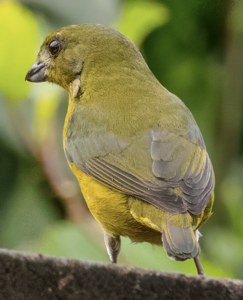 Yellow-crowned Euphonia - ML630271606