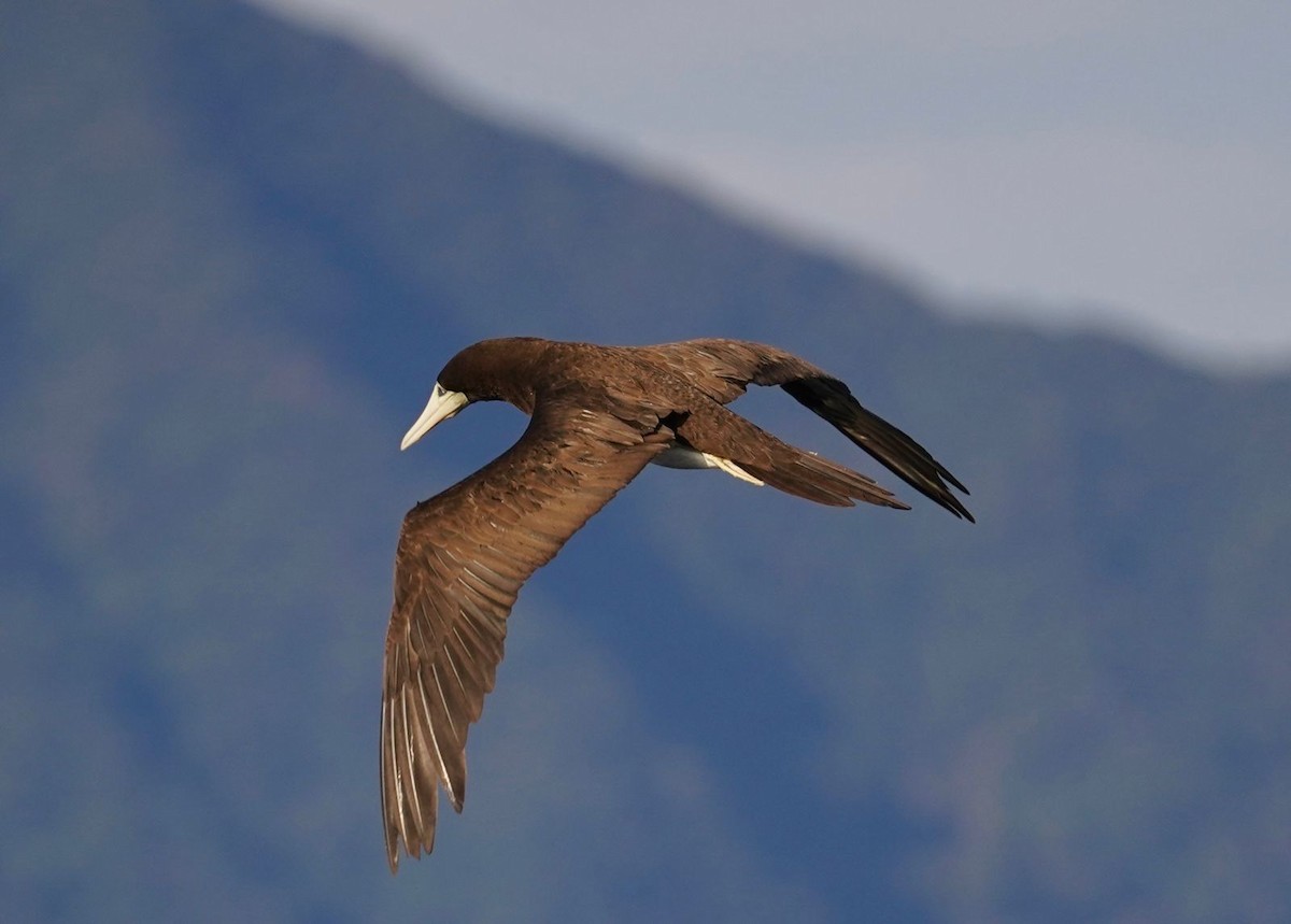 terej žlutonohý - ML630271719