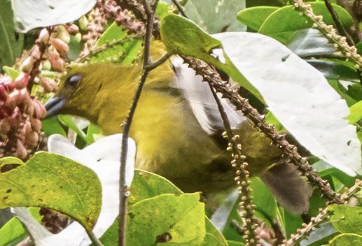 Carmiol's Tanager - ML630271749