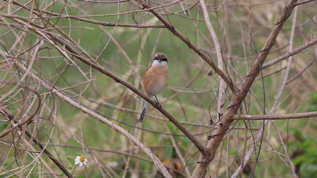 Antzandobi arrunta - ML630271772