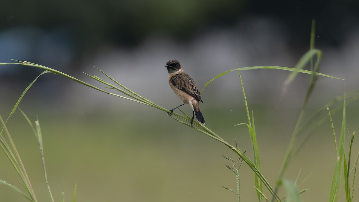 Amur Stonechat - ML630271947