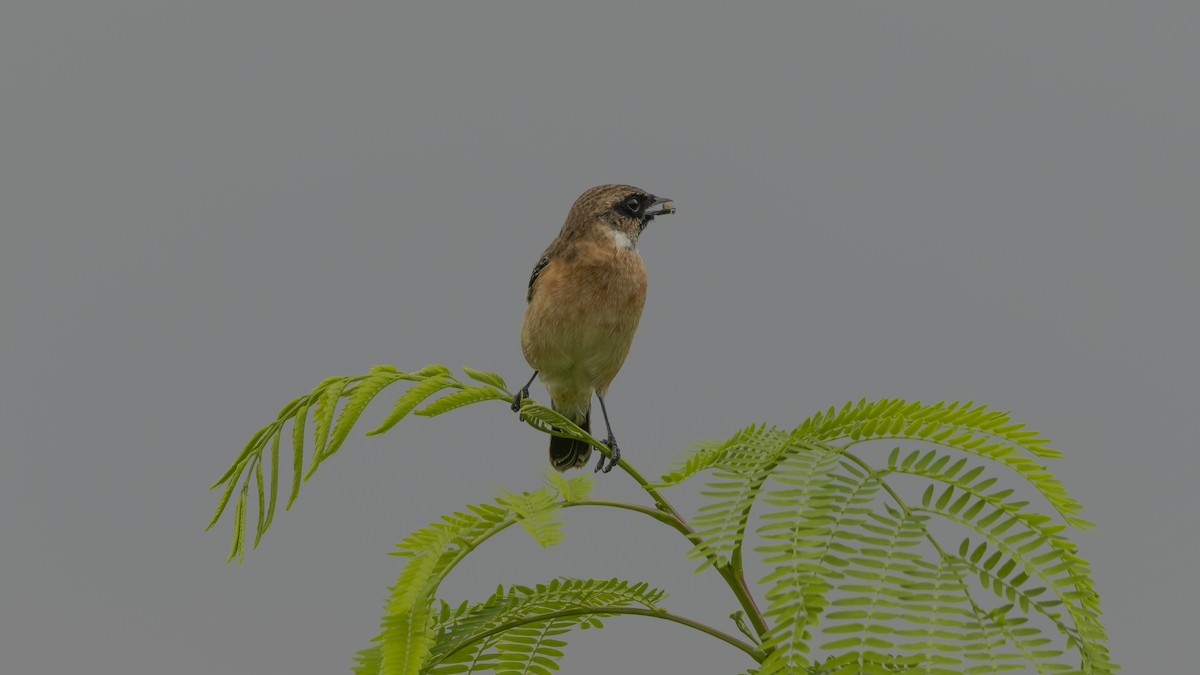 Amur Stonechat - ML630271948
