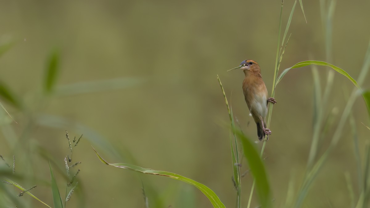 Baya Weaver - ML630271964