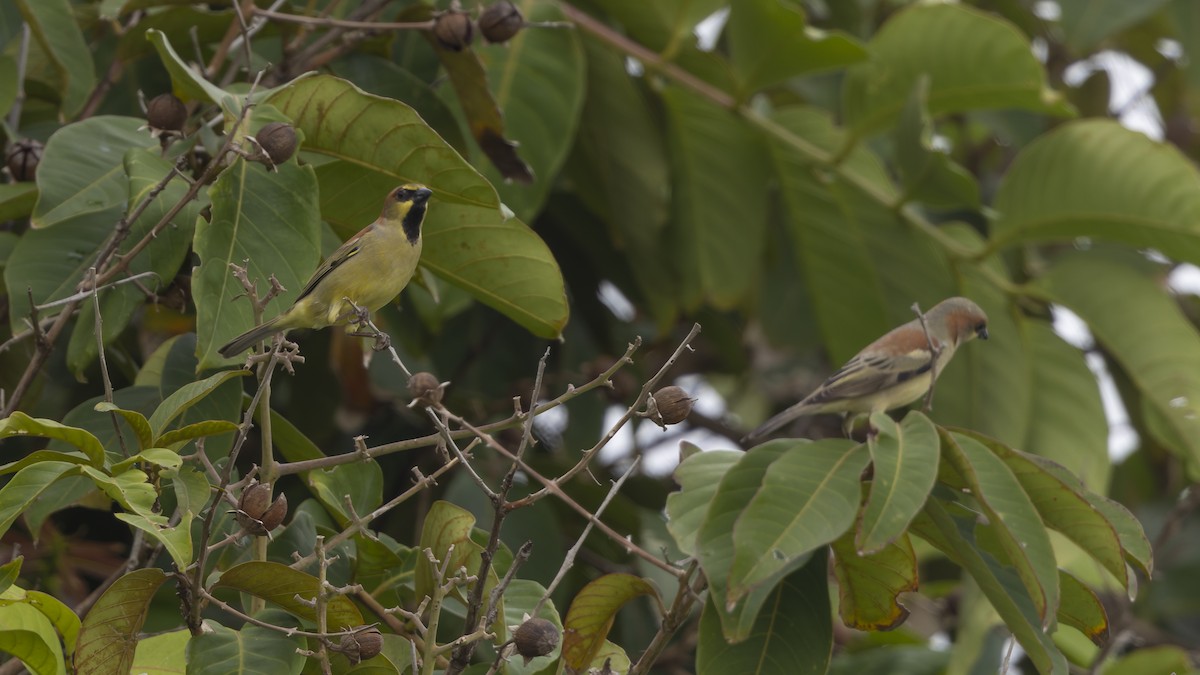 Plain-backed Sparrow - ML630271983