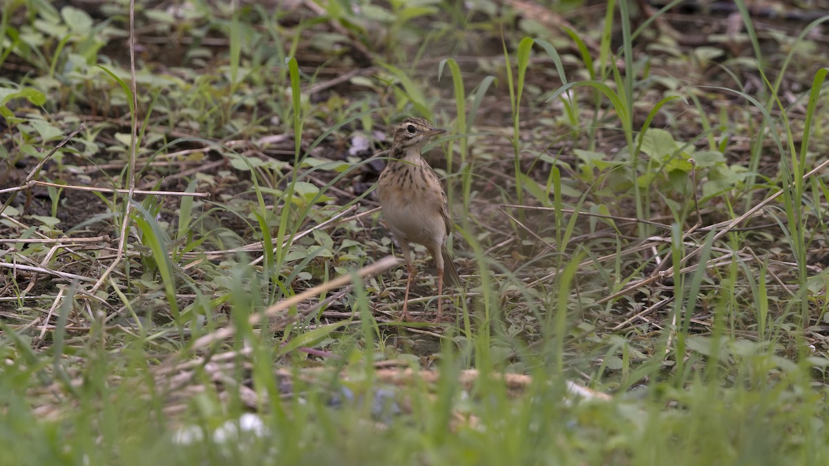 Paddyfield Pipit - ML630271996