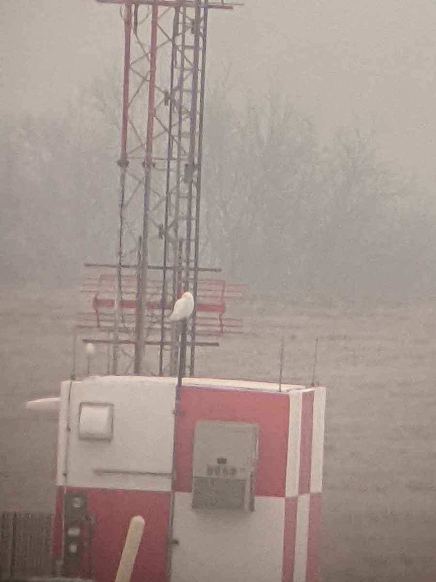 Цэвдгийн ууль - ML630272222