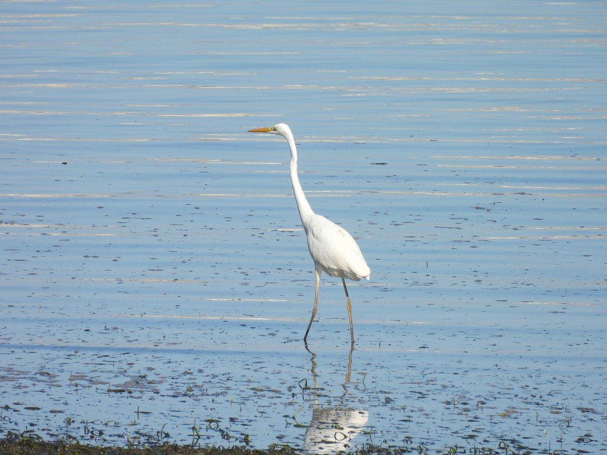 Great Egret - ML630272243