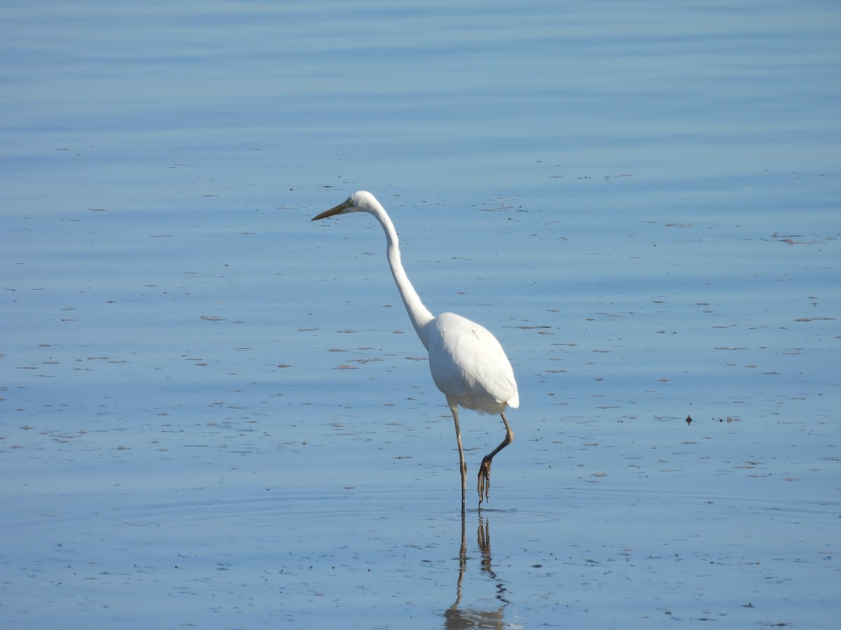 Great Egret - ML630272269