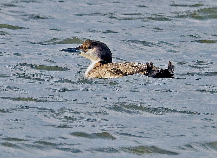 Common Loon - ML630272279