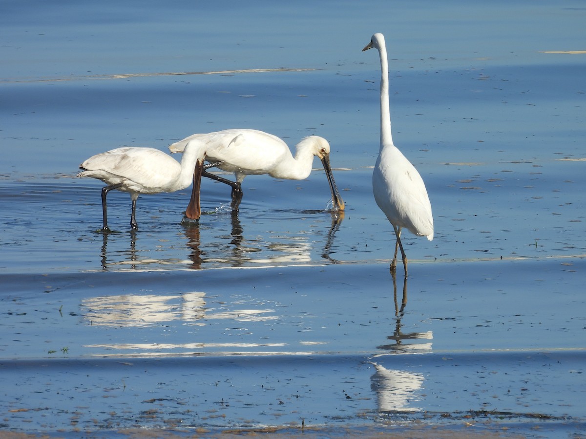 Great Egret - ML630272303