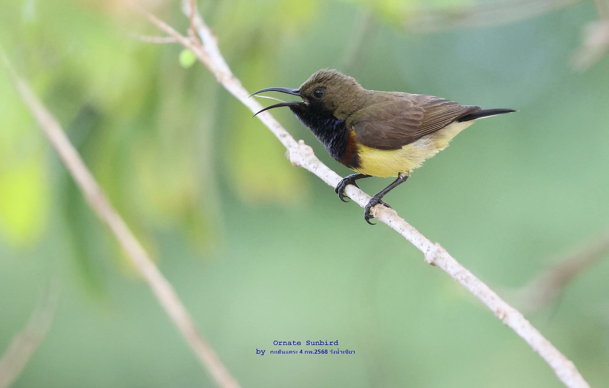 Ornate Sunbird - ML630272366