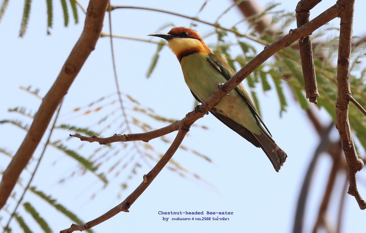 Chestnut-headed Bee-eater - ML630272397