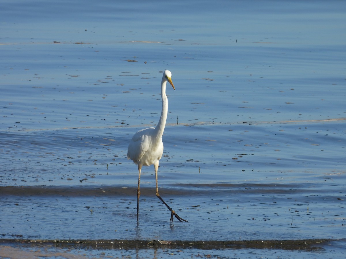 Great Egret - ML630272473
