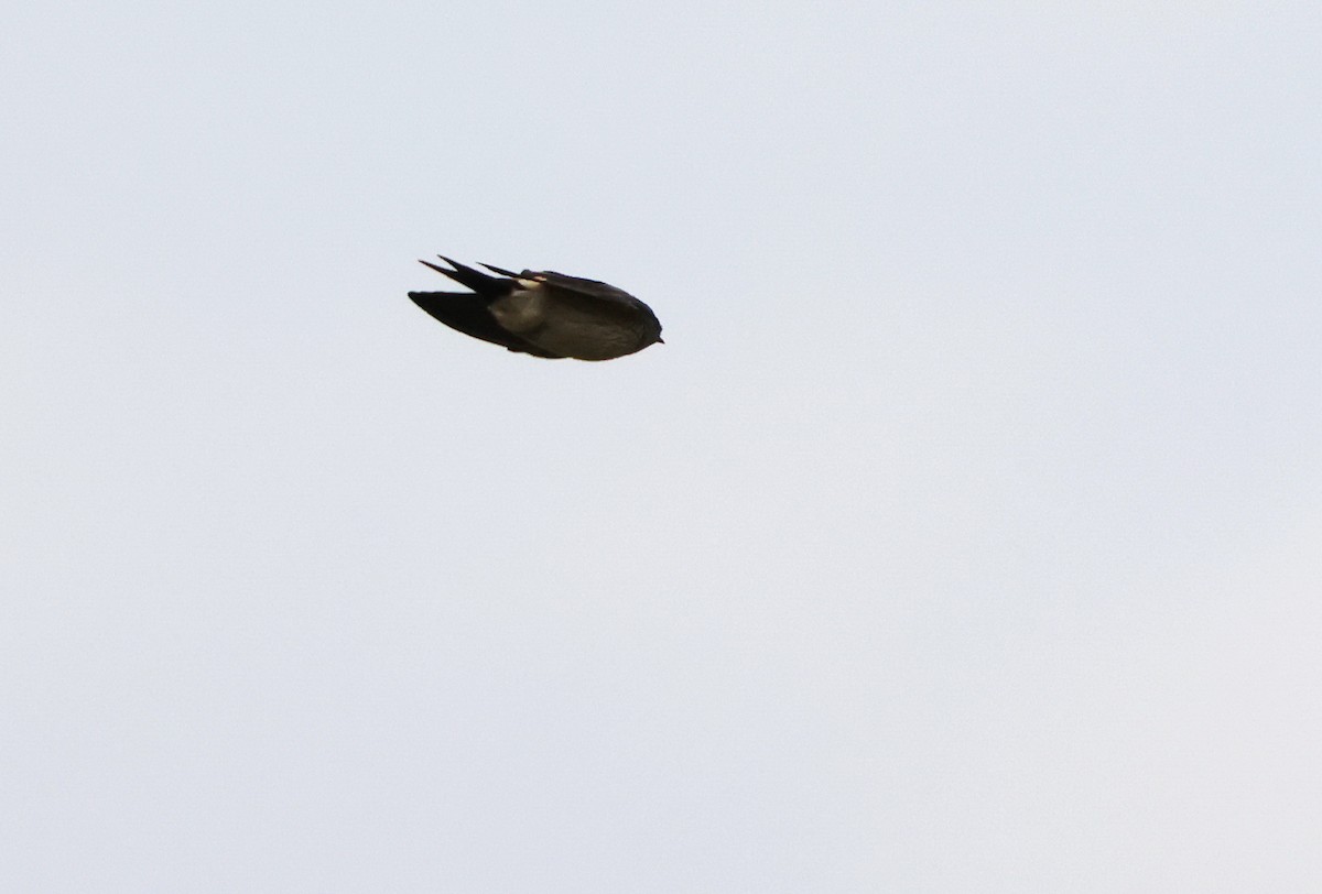 Eastern Red-rumped Swallow - ML630272485