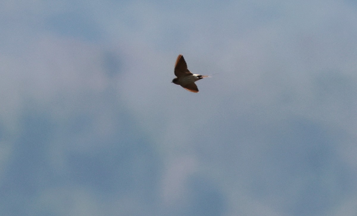 Eastern Red-rumped Swallow - ML630272487