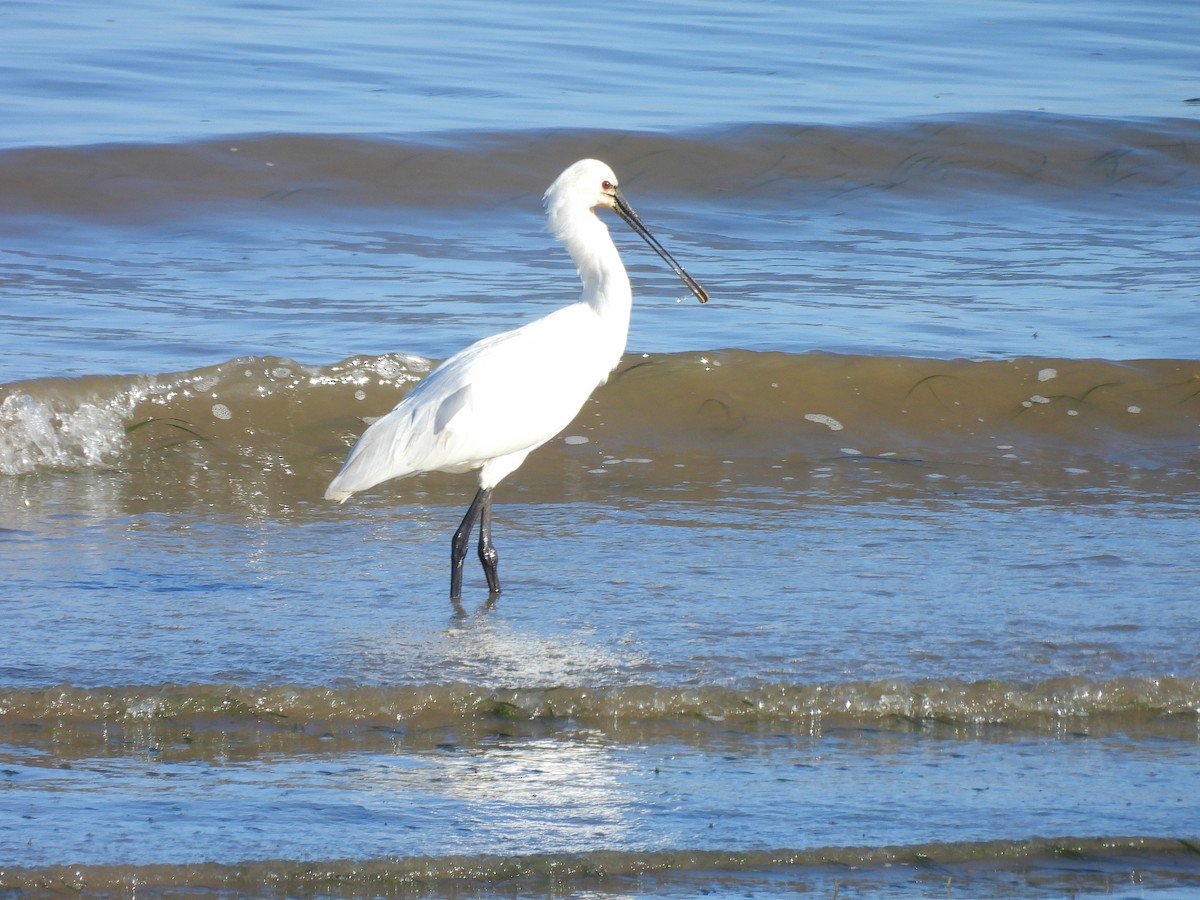 Eurasian Spoonbill - ML630272523