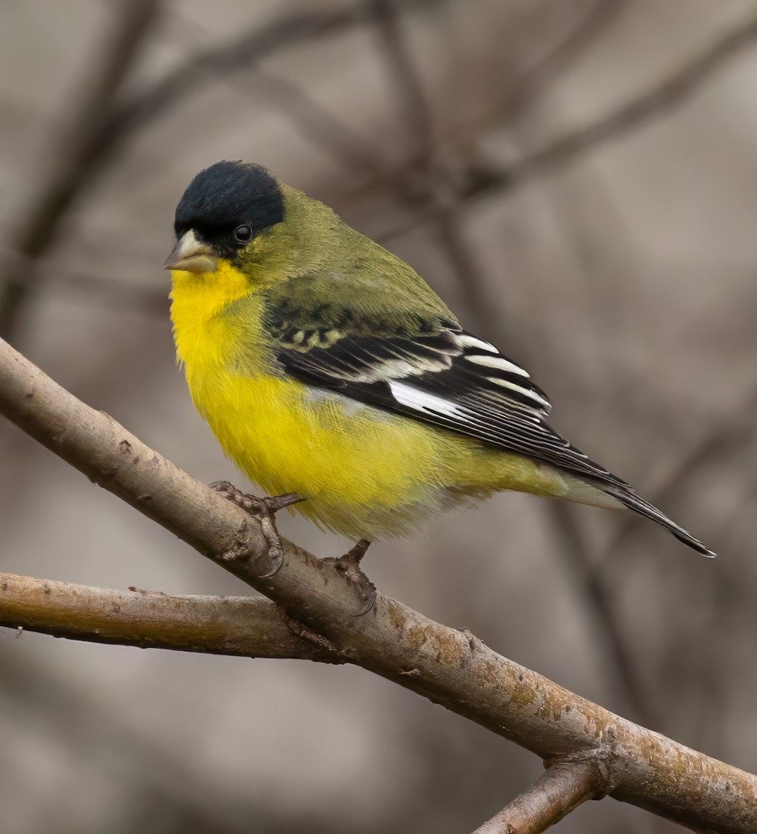 Lesser Goldfinch - ML630272636