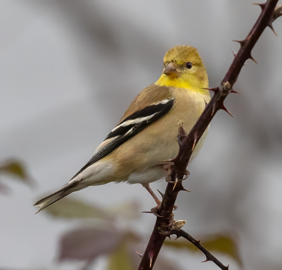 American Goldfinch - ML630272651