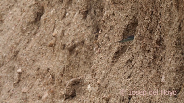 European Bee-eater - ML630272796