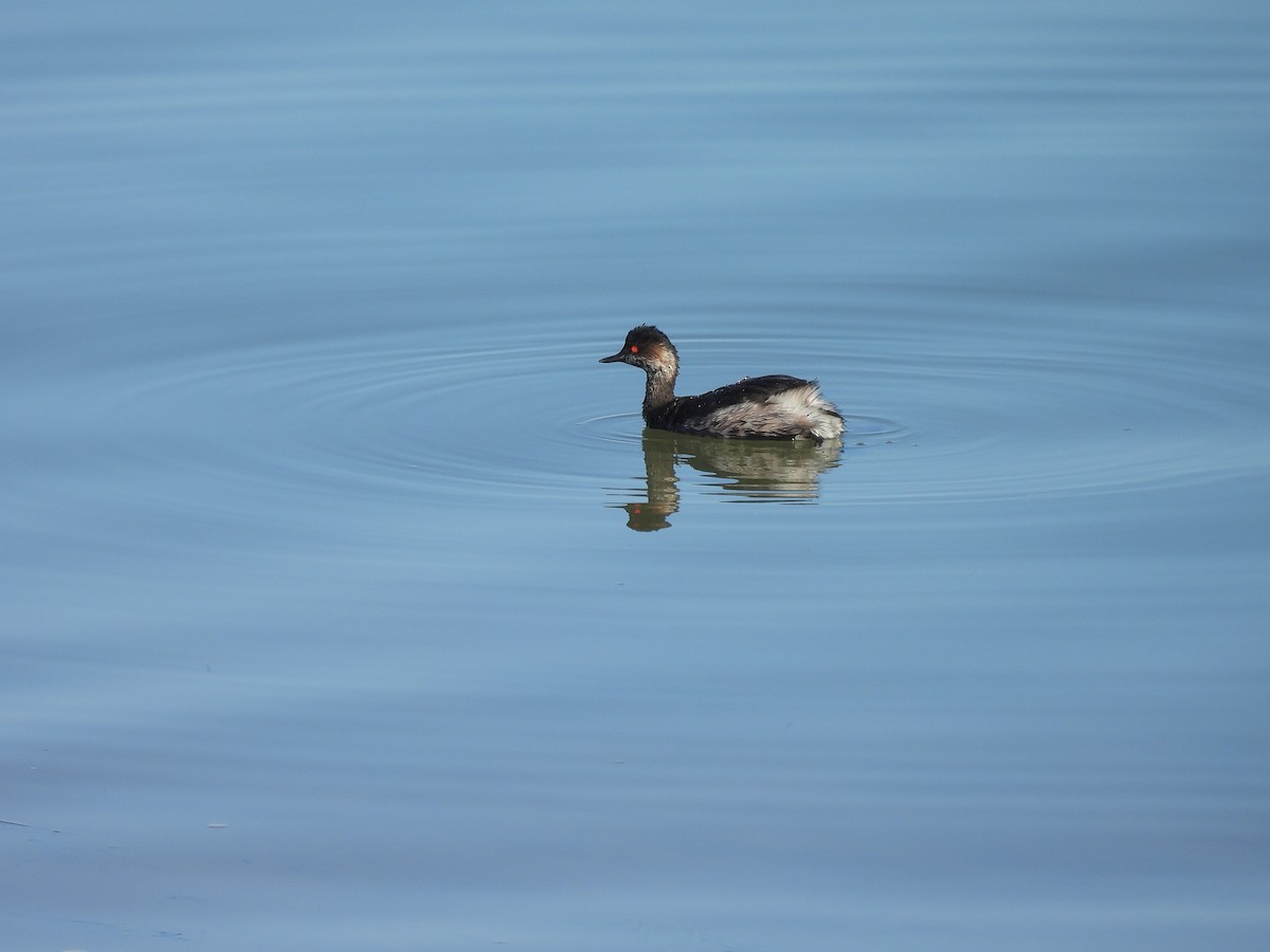 Eared Grebe - ML630272837