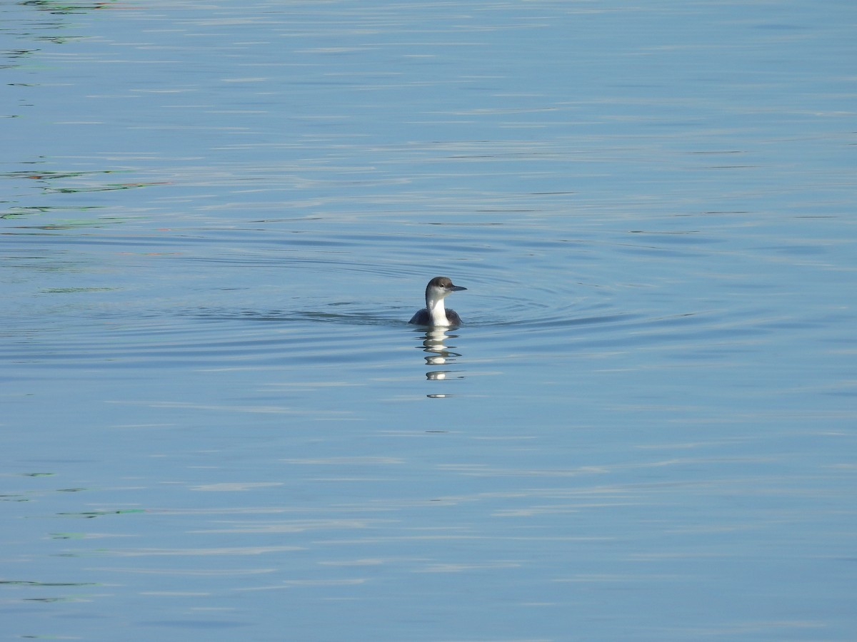 Arctic Loon - ML630272926