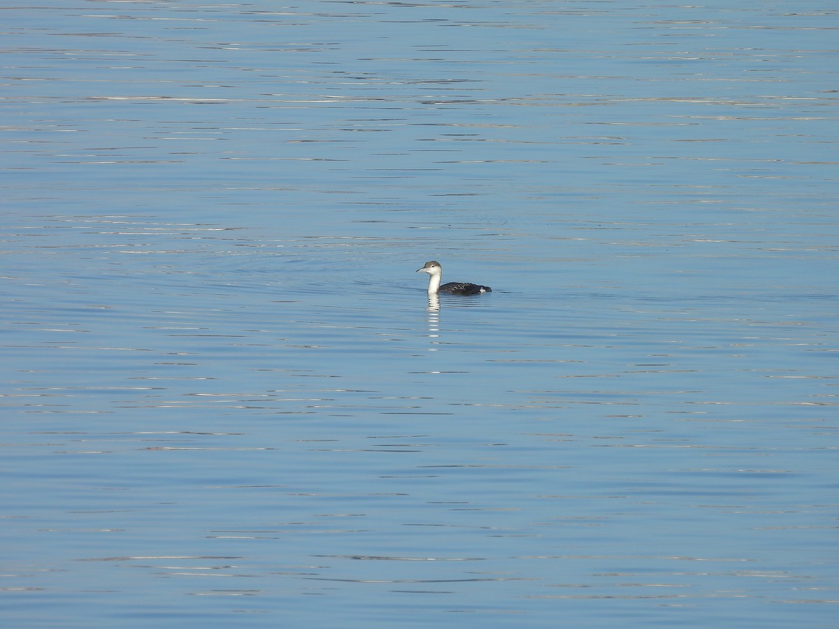 Arctic Loon - ML630272983