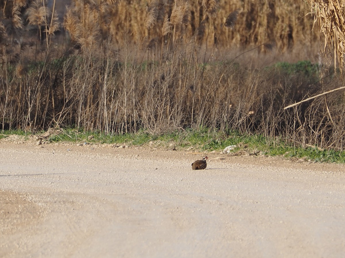 Red-legged Partridge - ML630273001