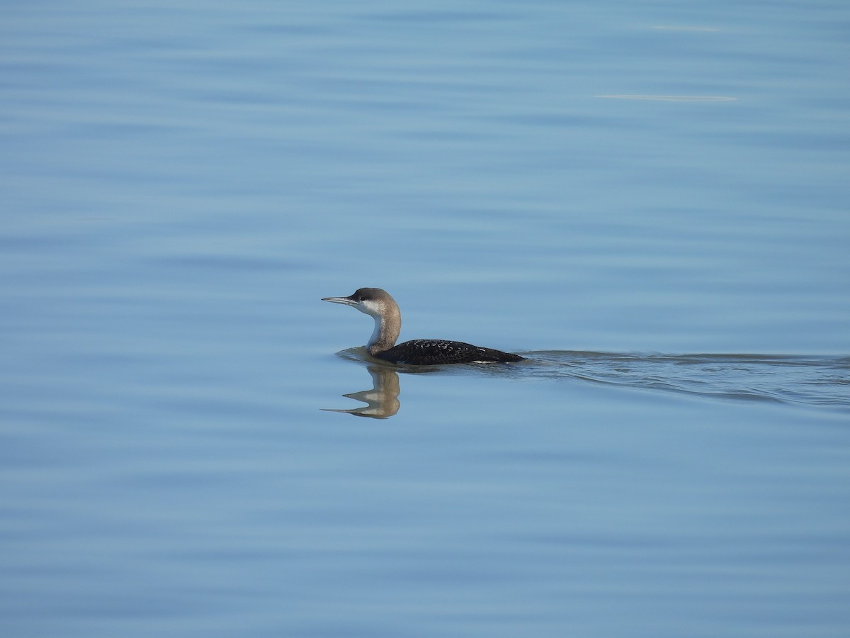 Arctic Loon - ML630273004