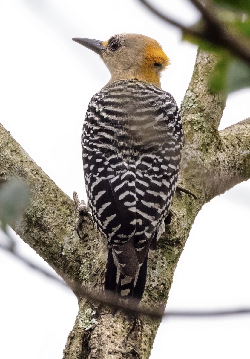 Hoffmann's Woodpecker - ML630273029