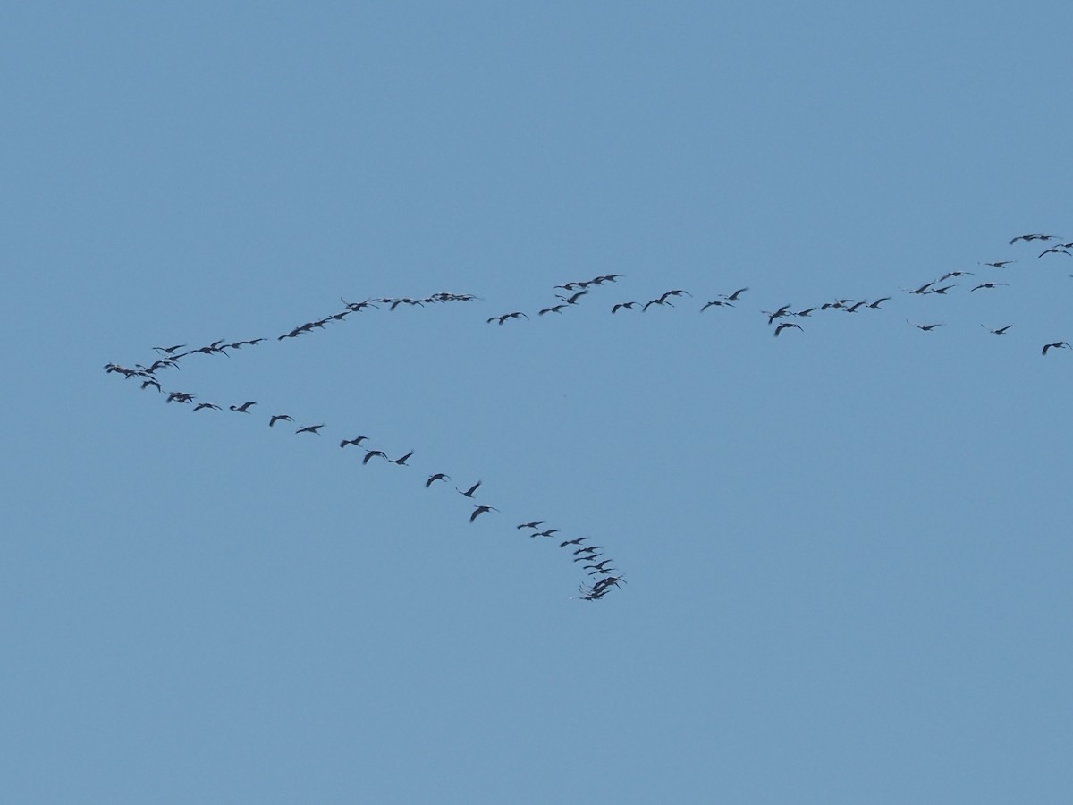 Хархираа тогоруу - ML630273033