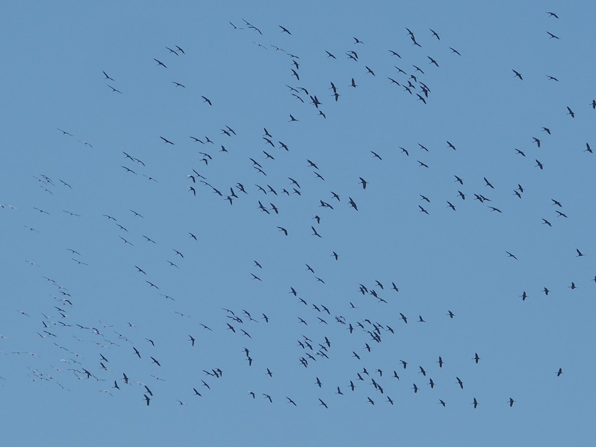 Хархираа тогоруу - ML630273034