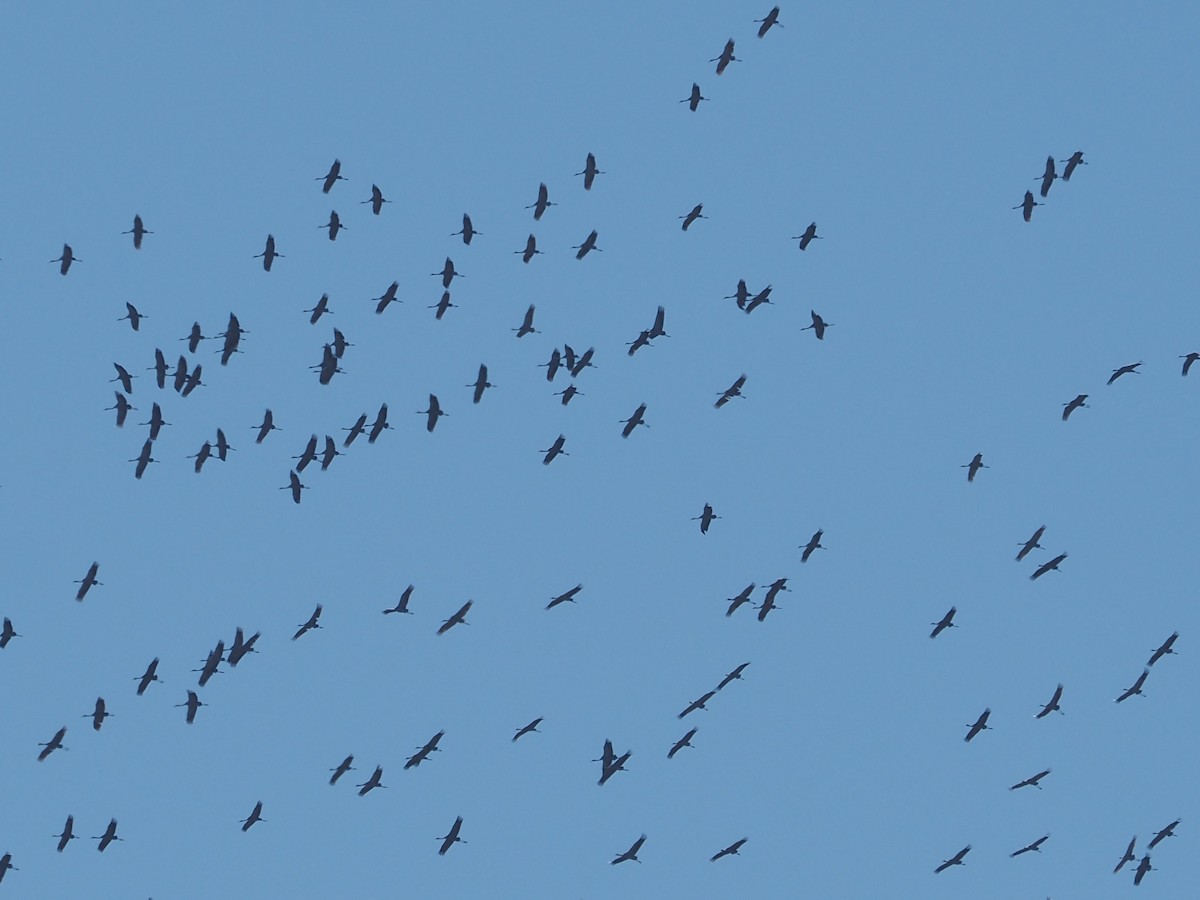 Хархираа тогоруу - ML630273035