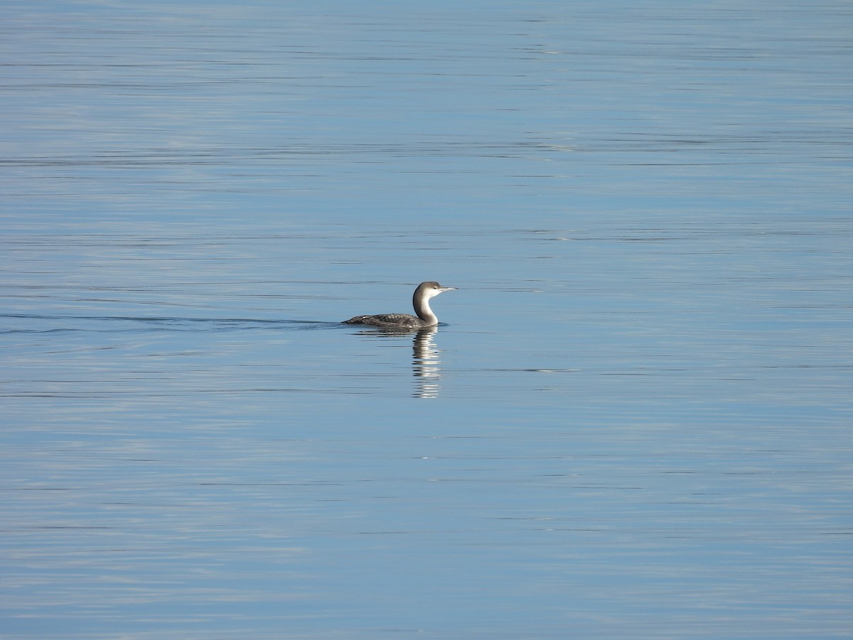 Arctic Loon - ML630273055