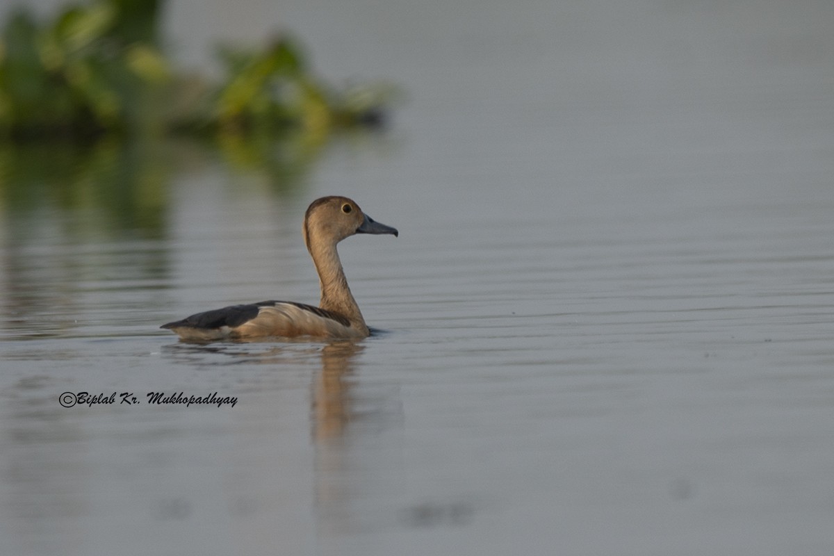樹鴨 - ML630273298