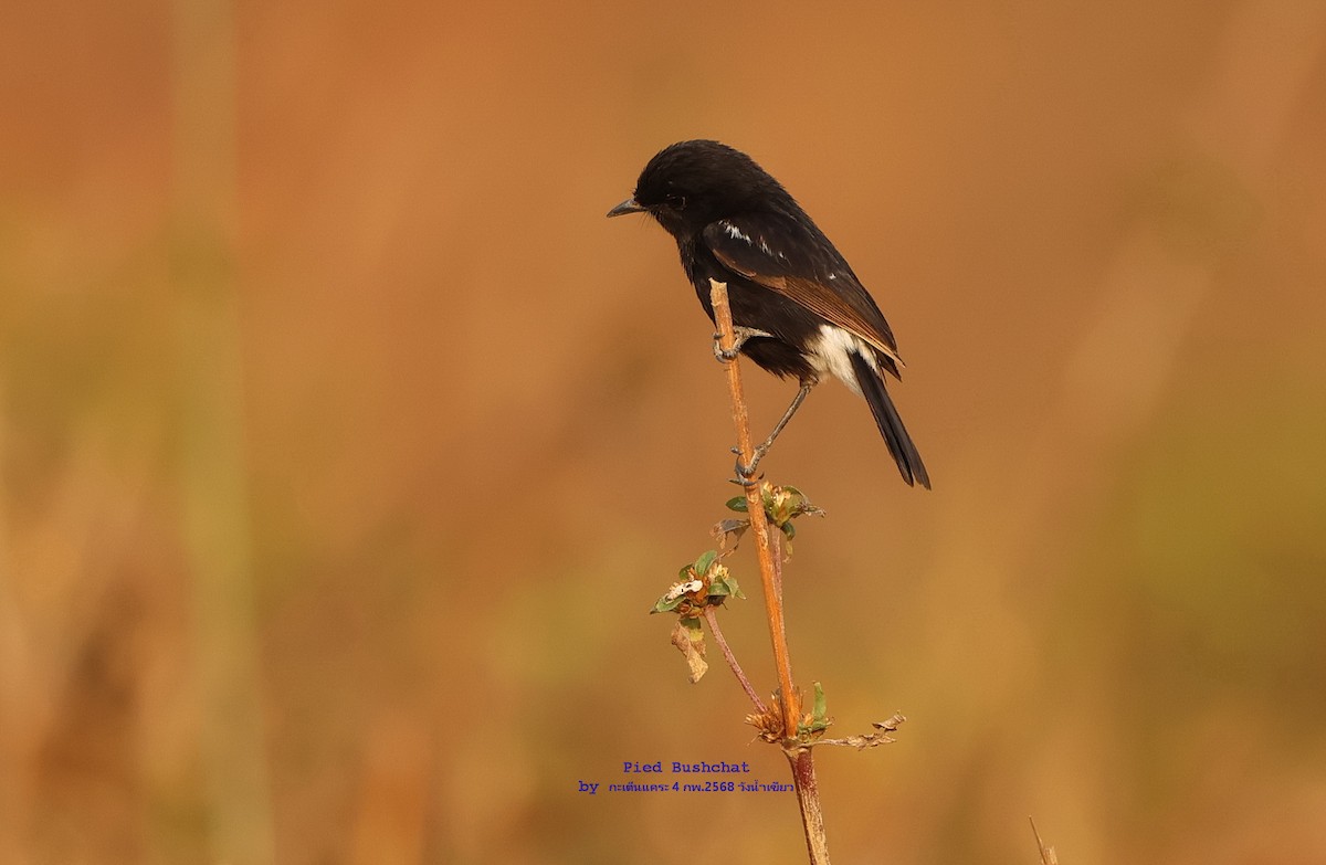 Pied Bushchat - ML630273356